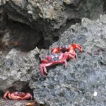 Red crabs of Christmas Island