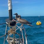 Stowaways resting with us at the Ashmore Reef mooring