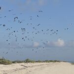 Thousands of birds on Ashmore Reef