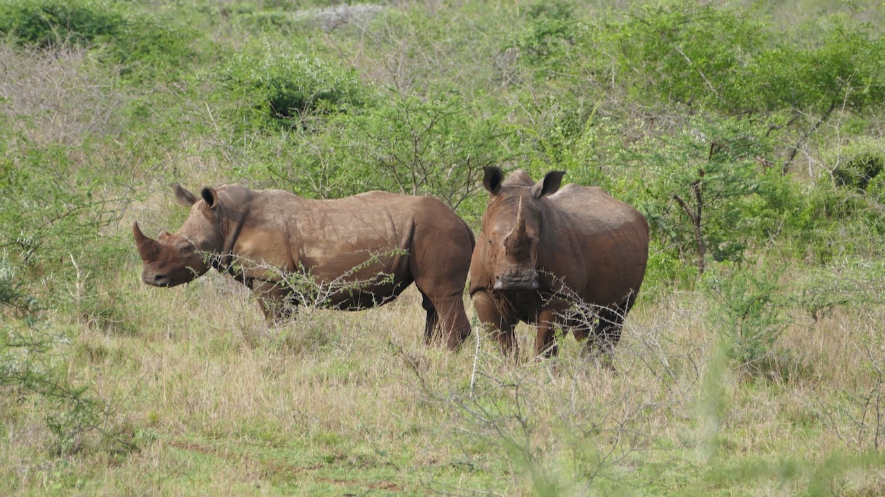 White rhinos in South Africa