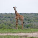 Giraffe also keeps an eye our for the other wildlife