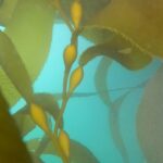 Giant Kelp grows very quickly