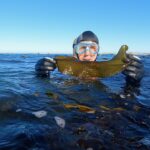 Giant Kelp is full of nutrients