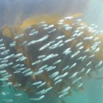 Kelp Blue's sea forest hosts lots of fish