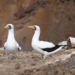 Local gannets seems undisturbed by hikers
