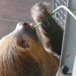 A two-toed sloth enjoys a veggie snack