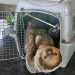 This two-toed sloth likes the wellness center
