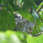 Three-toed sloth hiding in a tree