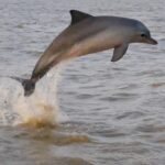 Guiana dolphin - Image by GHFS
