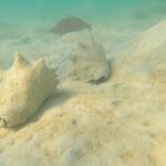 Conches are back in the lagoon