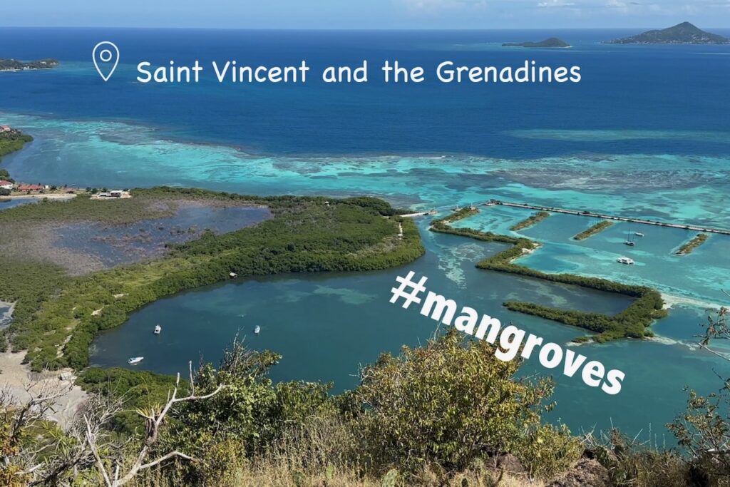 Restoring Mangroves (VCT)