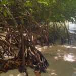 Mangroves on the seaside of the lagoon