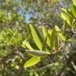 Some mangroves secrete salt through their leaves